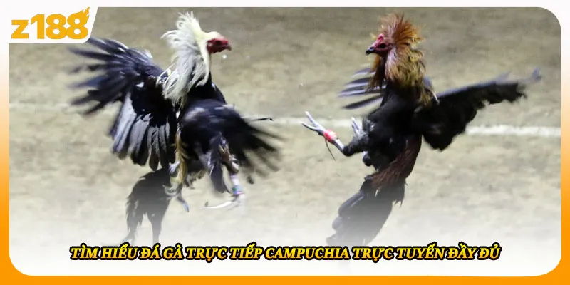 Tìm hiểu đá gà trực tiếp Campuchia trực tuyến đầy đủ